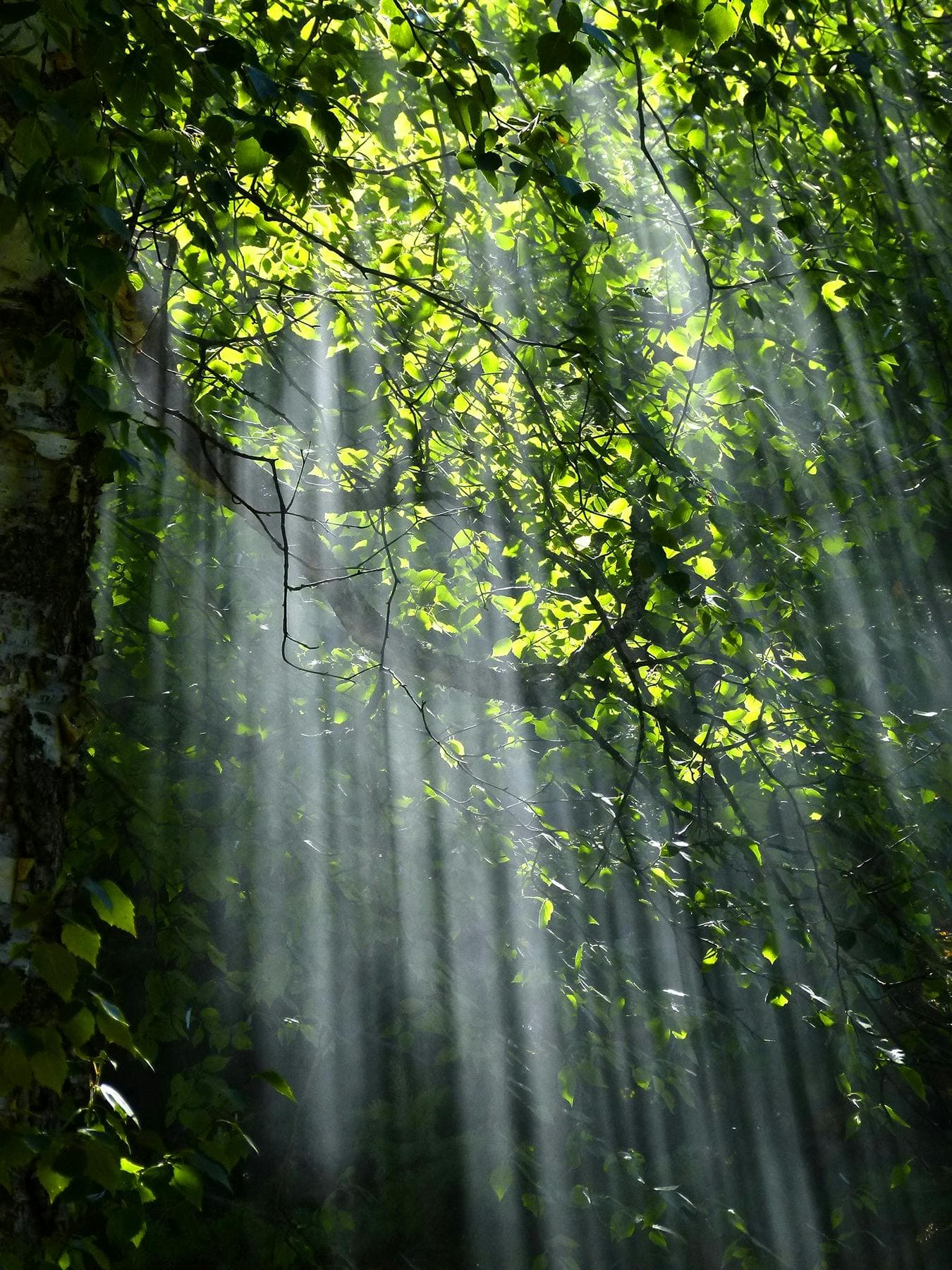 Forest background for Educate